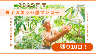マンゴー+摘果 exclusive for tanisan 宮崎県産摘果マンゴー